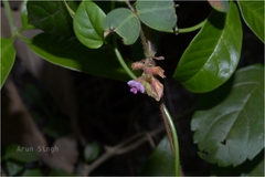 Shuteria involucrata